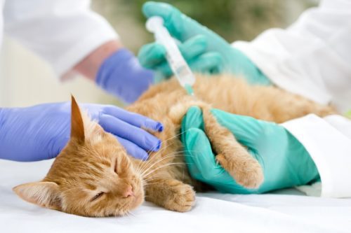 Katze mit Diabetes - Insulin Injektion