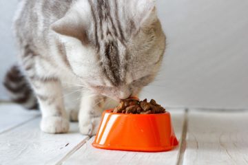 Geeignetes Katzenfutter für Katzen mit Diabetes