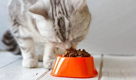 Geeignetes Katzenfutter für Katzen mit Diabetes