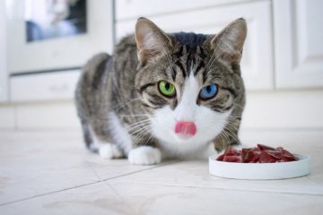 Schonkost für Katzen – Schonende Ernährung mit leichter Vollkost