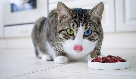 Schonkost für Katzen – Schonende Ernährung mit leichter Vollkost
