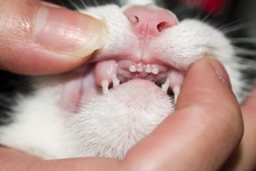 Zahngesundheit der Katze – Zahnpflege bei Katzen