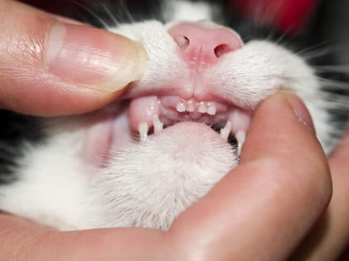 Zahngesundheit bei der Katze