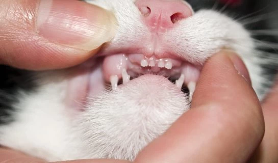 Zahngesundheit der Katze – Zahnpflege bei Katzen