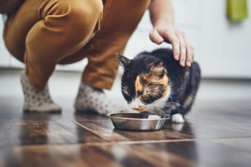 Fütterung der Katze