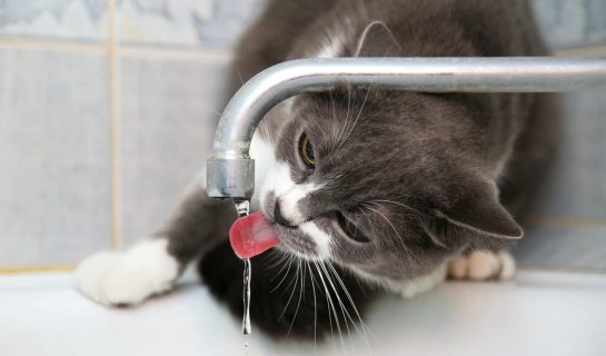 Trinkt meine Katze genug – Trinkratgeber für Katzen