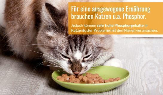 Warum Sie auf den Phosphorgehalt im Katzenfutter achten sollten