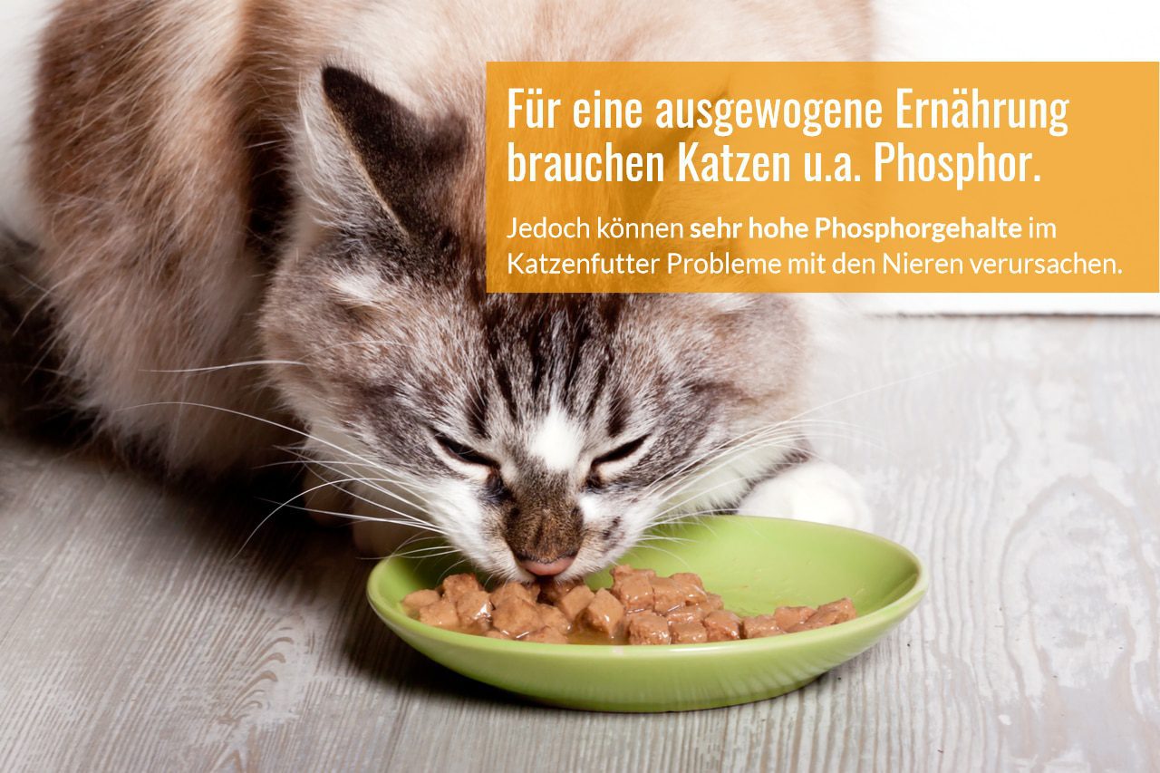Phosphorgehalt im Katzenfutterr