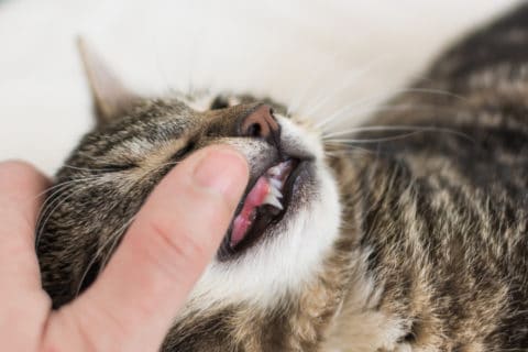 Zahnkrankheiten bei der Katze