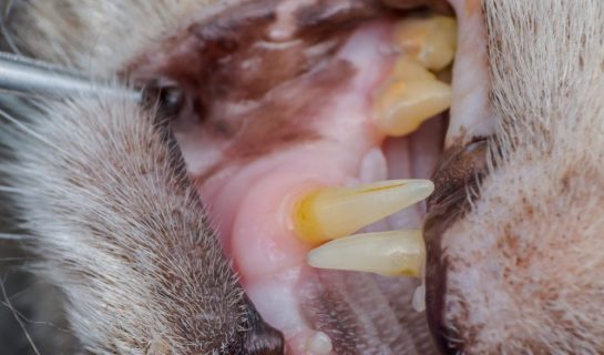 Entzündetes Zahnfleisch bei Katzen – Erkennen und richtig behandeln