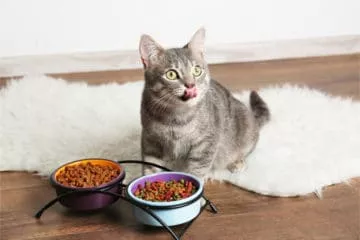 Recoaktiv® Nahrungsergänzungen für Katzen