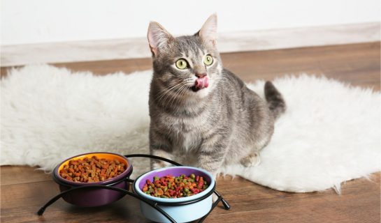 Recoaktiv® Nahrungsergänzungen für Katzen
