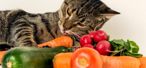 Vitamine für Katzen