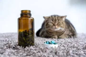 Vitamine und Nahrungsergänzungen für Katzen – Sinnvoll?