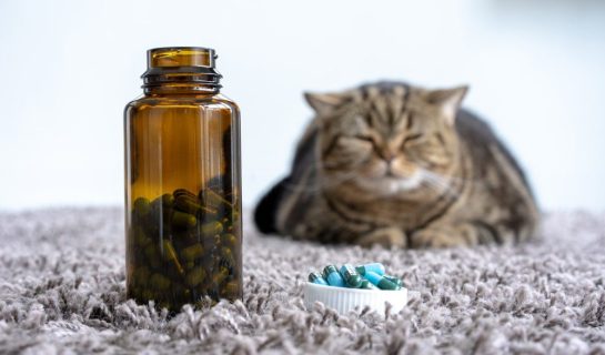 Vitamine und Nahrungsergänzungen für Katzen – Sinnvoll?