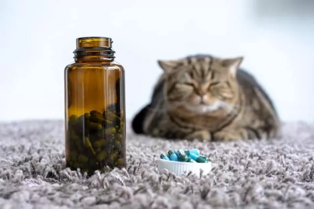 Vitaminmangel bei der Katze