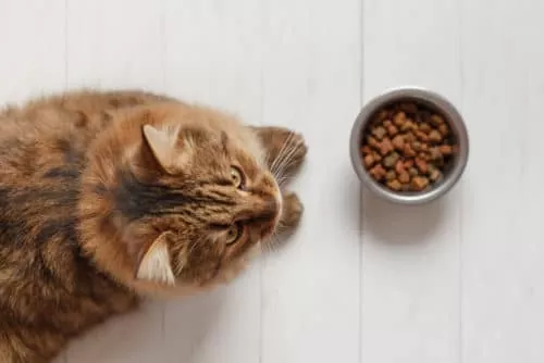 Bei mäkelige Katzen den Appetit anregen 