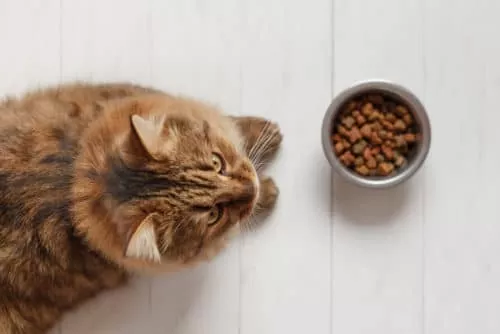 Bei mäkelige Katzen den Appetit anregen