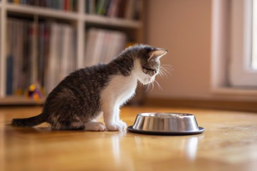 Fütterungsempfehlungen für Katzen