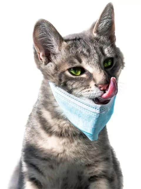 Katzenfutter online kaufen in Zeiten der Corona Pandemie