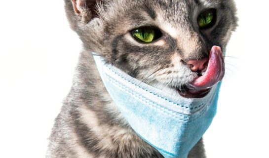 Katzenfutter im Internet bestellen in Zeiten des Corona Virus
