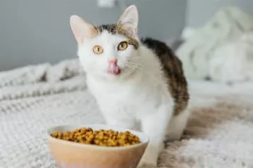 Katzenfutter ohne Zucker