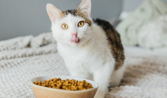 Katzenfutter ohne Zucker