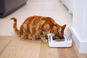 Automatisch schließender Futternapf für Katzen ohne Chip