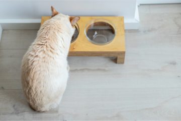Esstisch für Katzen – Schöne Futterstationen für die Katze
