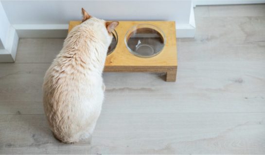 Esstisch für Katzen – Schöne Futterstationen für die Katze