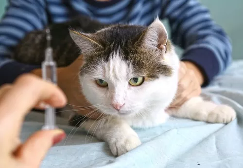 insulintherapie bei Katzen mit Diabetes