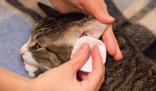 Blutzuckermessgeräte für Katzen