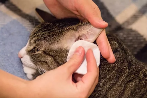 Blutzuckermessung bei der Katze