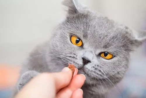Probiotisches Futter für Katzen