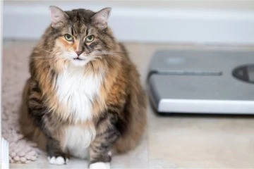 Katze soll abnehmen: Diätfutter für Katzen