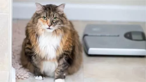 Katze mit Übergewicht?