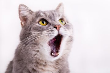 Hilfe meine Katze hat Mundgeruch – Ursachen & Lösungen