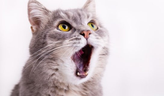 Hilfe meine Katze hat Mundgeruch – Ursachen & Lösungen