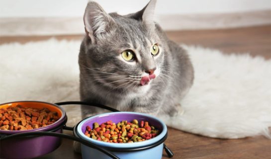 Mischfütterung bei Katzen: Das sollten Besitzer wissen