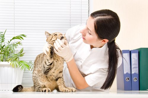 Zahnuntersuchung Tierarzt