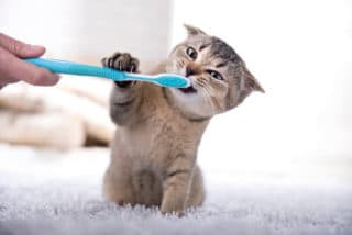 Zahnpflege Katze