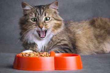 Glutenunverträglichkeit bei Katzen – Glutenallergie: Ursachen