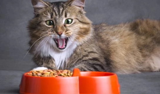 Glutenunverträglichkeit bei Katzen – Glutenallergie: Ursachen