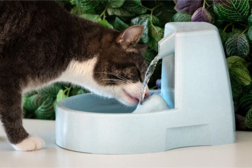 Katze trinkt plötzlich viel Wasser