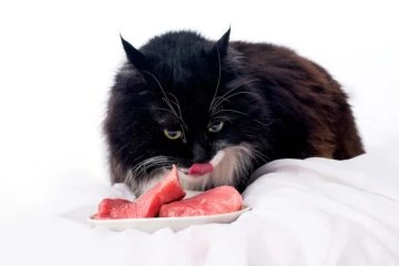 Katzenfutter mit hohem Fleischanteil für eine gesunde Ernährung