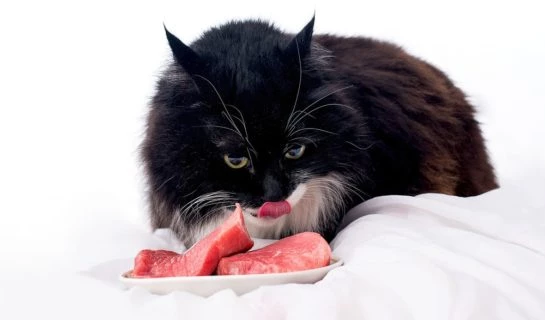 Katzenfutter mit hohem Fleischanteil für eine gesunde Ernährung