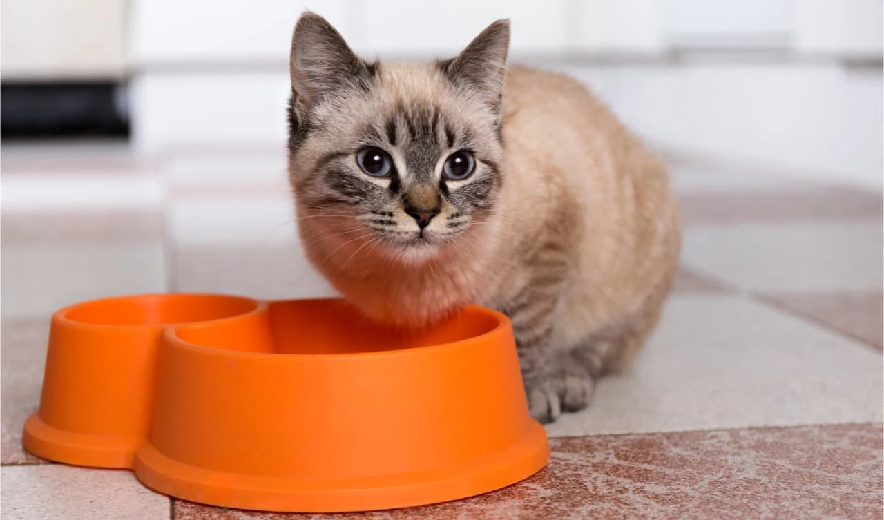 Futterautomat für Katzen zur automatisierten Fütterung