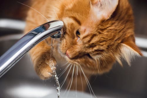 Katze trinkt am Wasserhahn