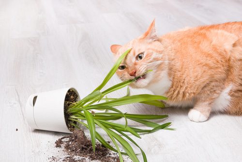 Für Katzen giftige Topfpflanzen