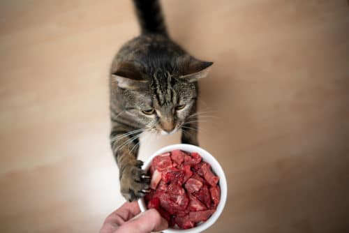 Rohfleischfütterung Katze